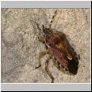 Dolycoris baccarum - Beerenwanze 07.jpg